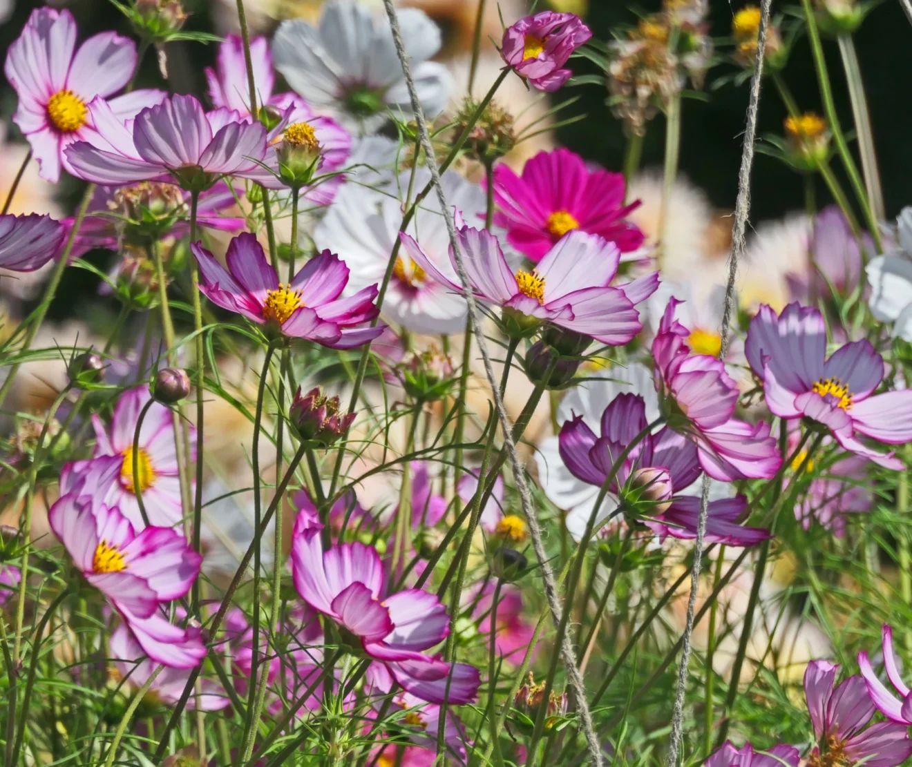 0_blumen-fuer-alle-gelegenheiten - Schmuckkoerbchen Cosmos bipinnatus