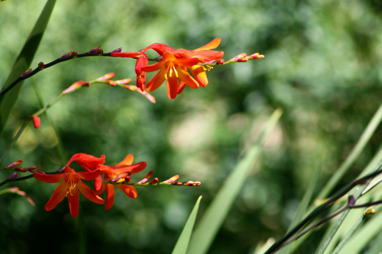0_blumen-fuer-alle-gelegenheiten - fr_kardalo_hb_IMG_1426