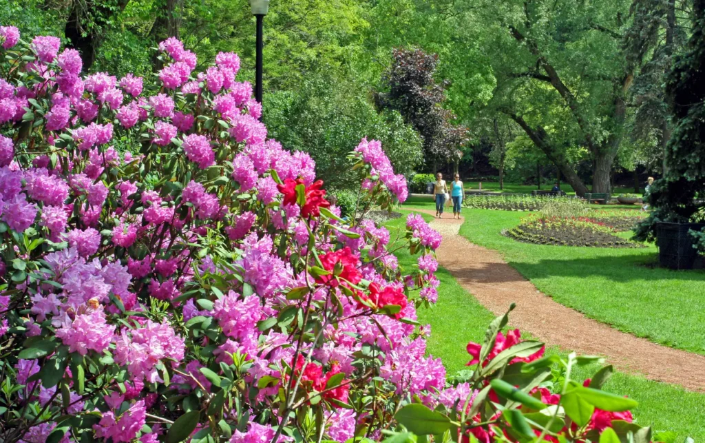 en_cornwall - en_cornwall_rhododendron_park
