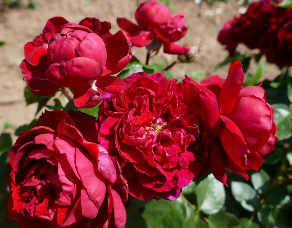 en_cotswolds - en_cotswolds_highgrove_roses resize