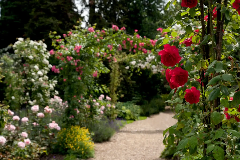 en_cotswolds - en_cotswolds_red roses_alley resize