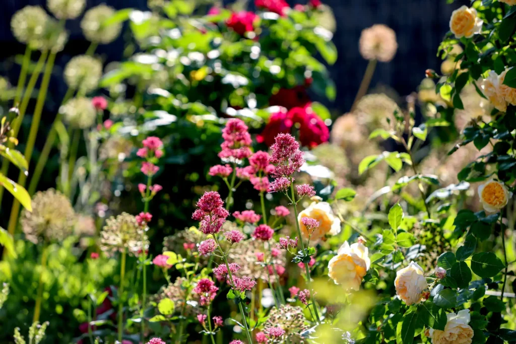 en_cotswolds - en_cotswolds_roses_cottage garden_yellow pink resize