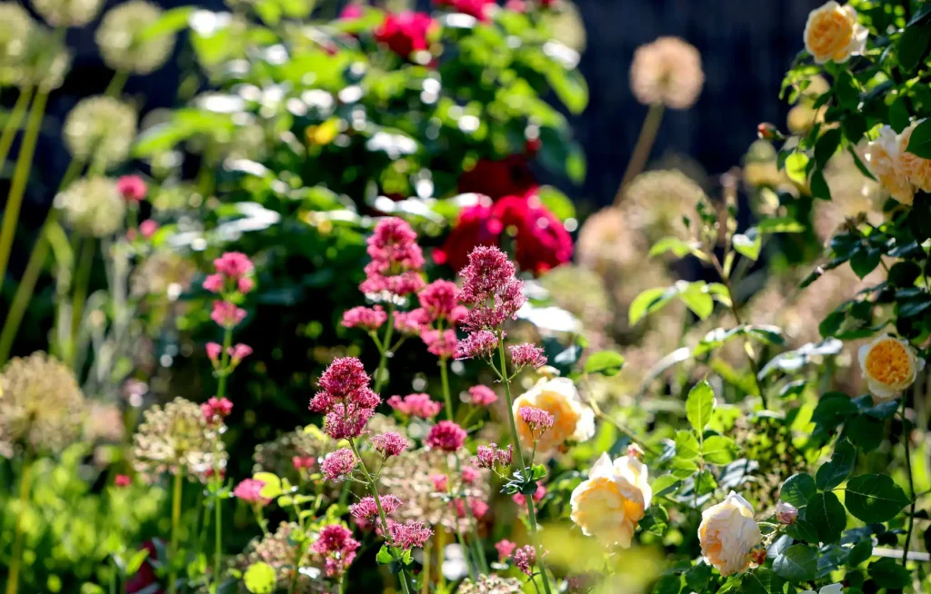 en_cotswolds - en_cotswolds_roses_cottage garden_yellow pink resize