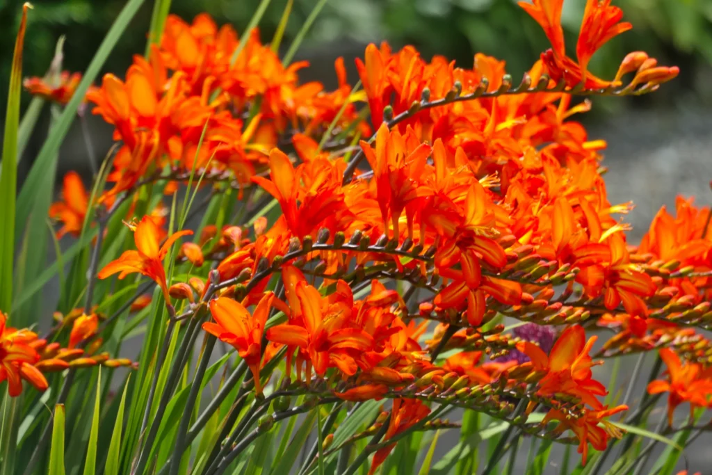 en_lake-district-cumbria - en_lake district_hutton_004