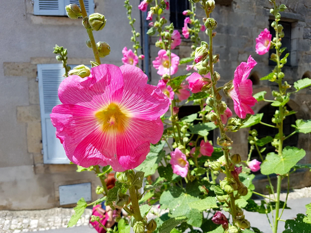 fr_burgund - fr_burgund_stockrose