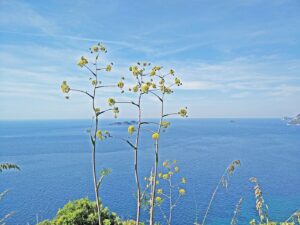 it_golf-von-neapel - Amalfitana Fenchelblueten vor blauem Meer